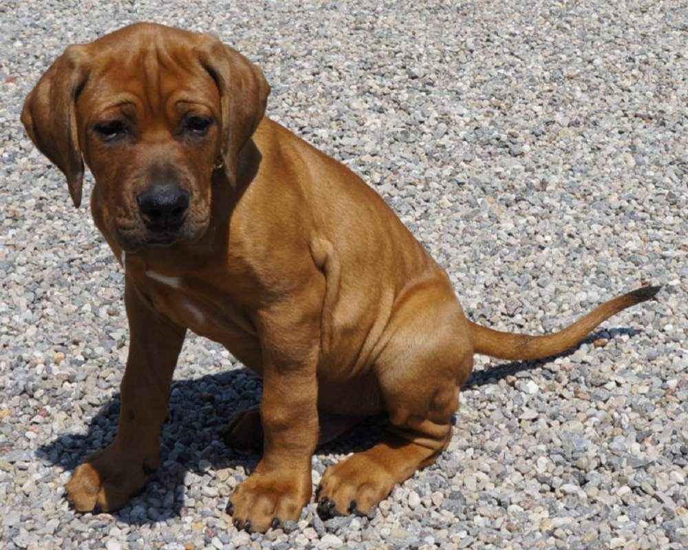 У Харкові розслідують загибель цуценят