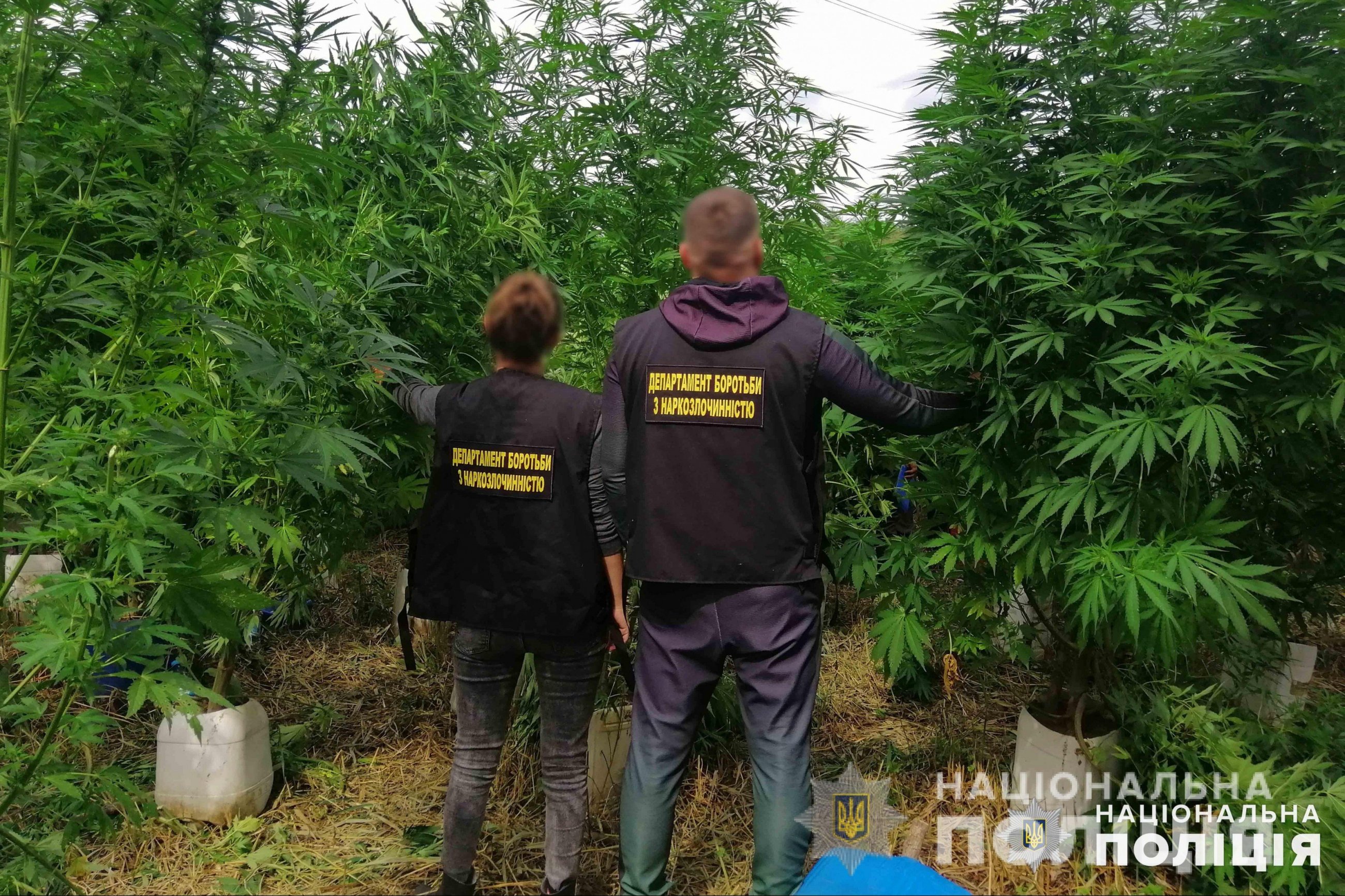 У Вінниці поліцейські знищили посіви конопель 