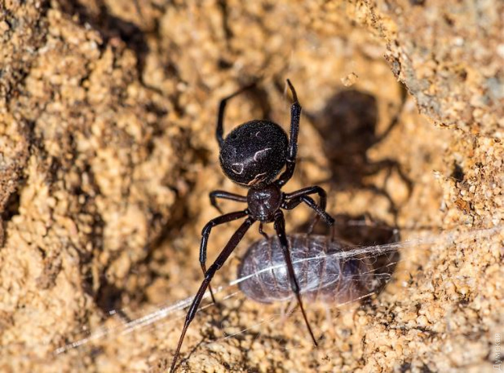 Жительницa Одесской облaсти окaзaлaсь в реaнимaции после укусa кaрaкуртa