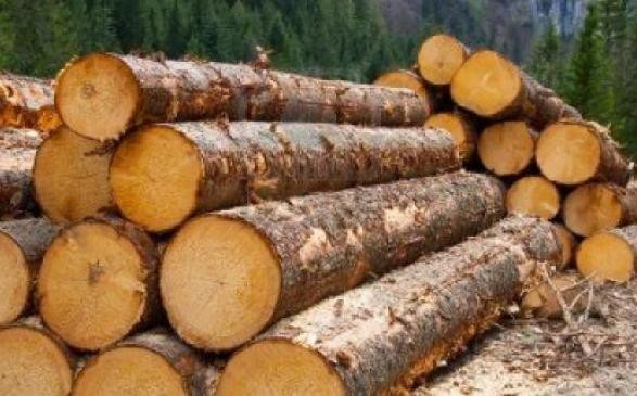 Україна перейшла на нові національні стандарти якості деревини