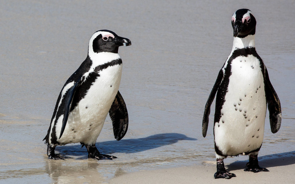 У ПАР рій бджіл до смерті покусав 63 африканських пінгвіна. Цей вид внесений до Міжнародної Червоної книги