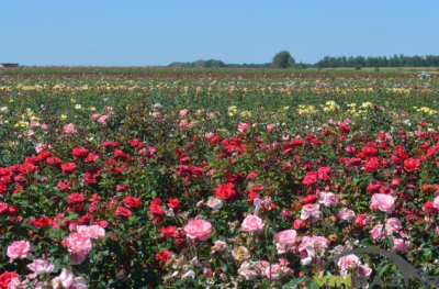 Трояндовий рай на Вінниччині