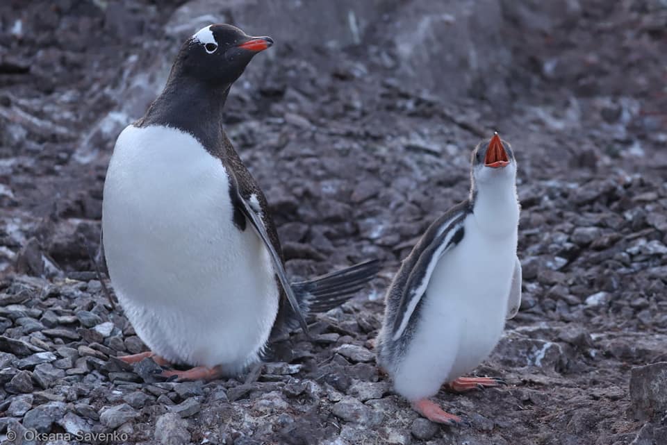 Біля української антарктичної станції нарахували майже 3000 пінгвінів