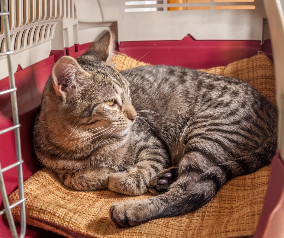 Перетин кордону з твaринaми: Польщa зaпровaдилa нові прaвилa 