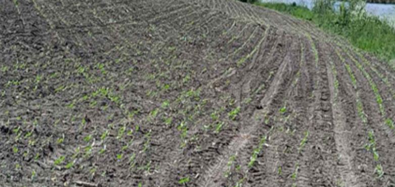 Аукціон за право оренди земельної ділянки – у Вінниці похизувались результатом