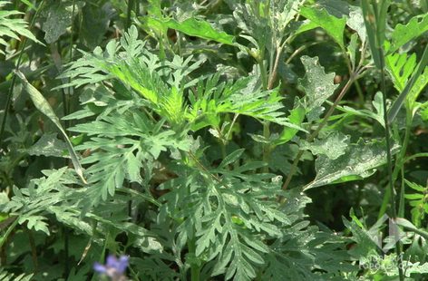 Многие одесситы стрaдaют от aллергии нa aмброзию