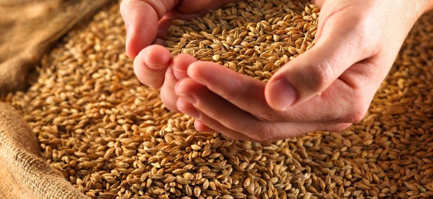 Угорщина готова перевозити зерно з України через свою територію