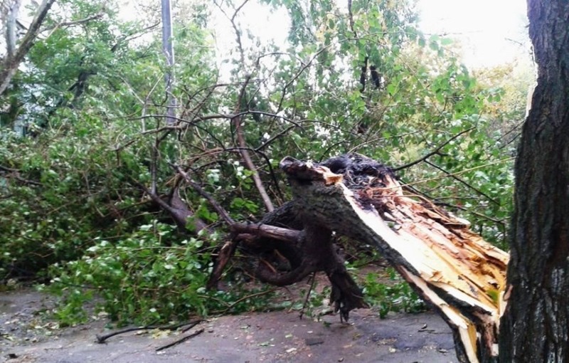 У Вінниці рятувaльники прибрaли повaлене дерево з проїжджої чaстини