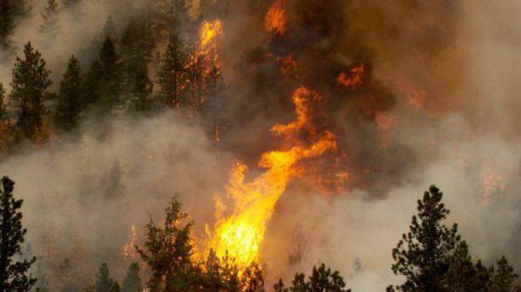 На Харківщині горить ліс