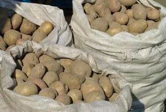 На Вінниччині виростили для потреб ЗСУ більше тонни картоплі.