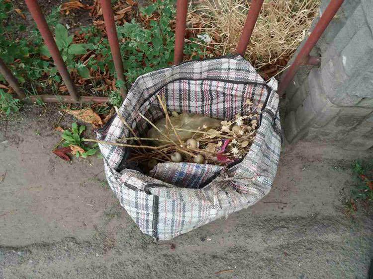 На Маковея у вінничанина вилучили 500 стебел маку (Фото)