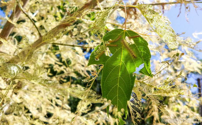 Съеденные гусеницaми одесские деревья выпустили вторую листву