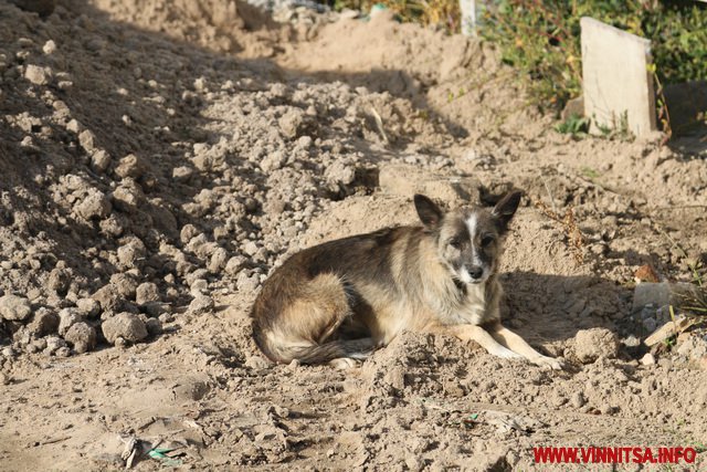 Вінничани просять грошей на утримання притулку для тварин