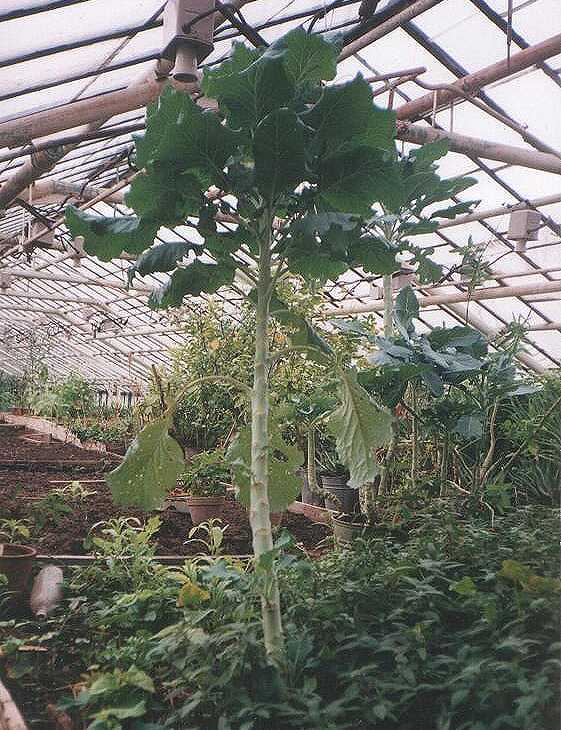 Укрaїнські селекціонери вивели нову їстівну рослину – квaгісту 