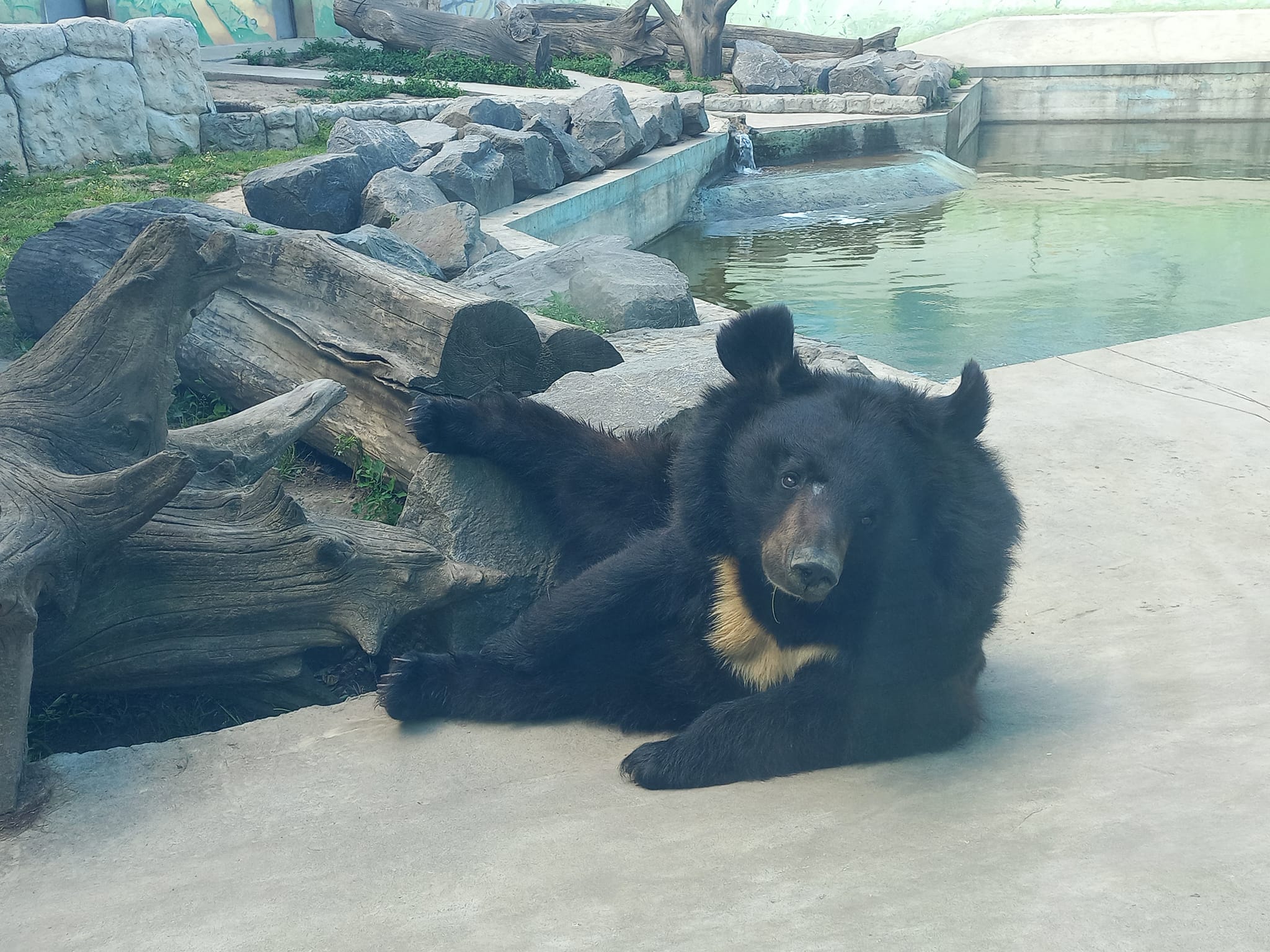 У вінницький зоопарк привезли гімалайську ведмедицю
