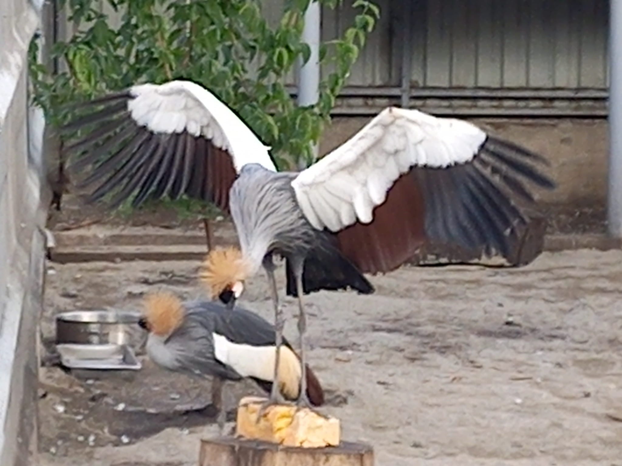 До Вінниці «втекли від війни» рідкісні тварини