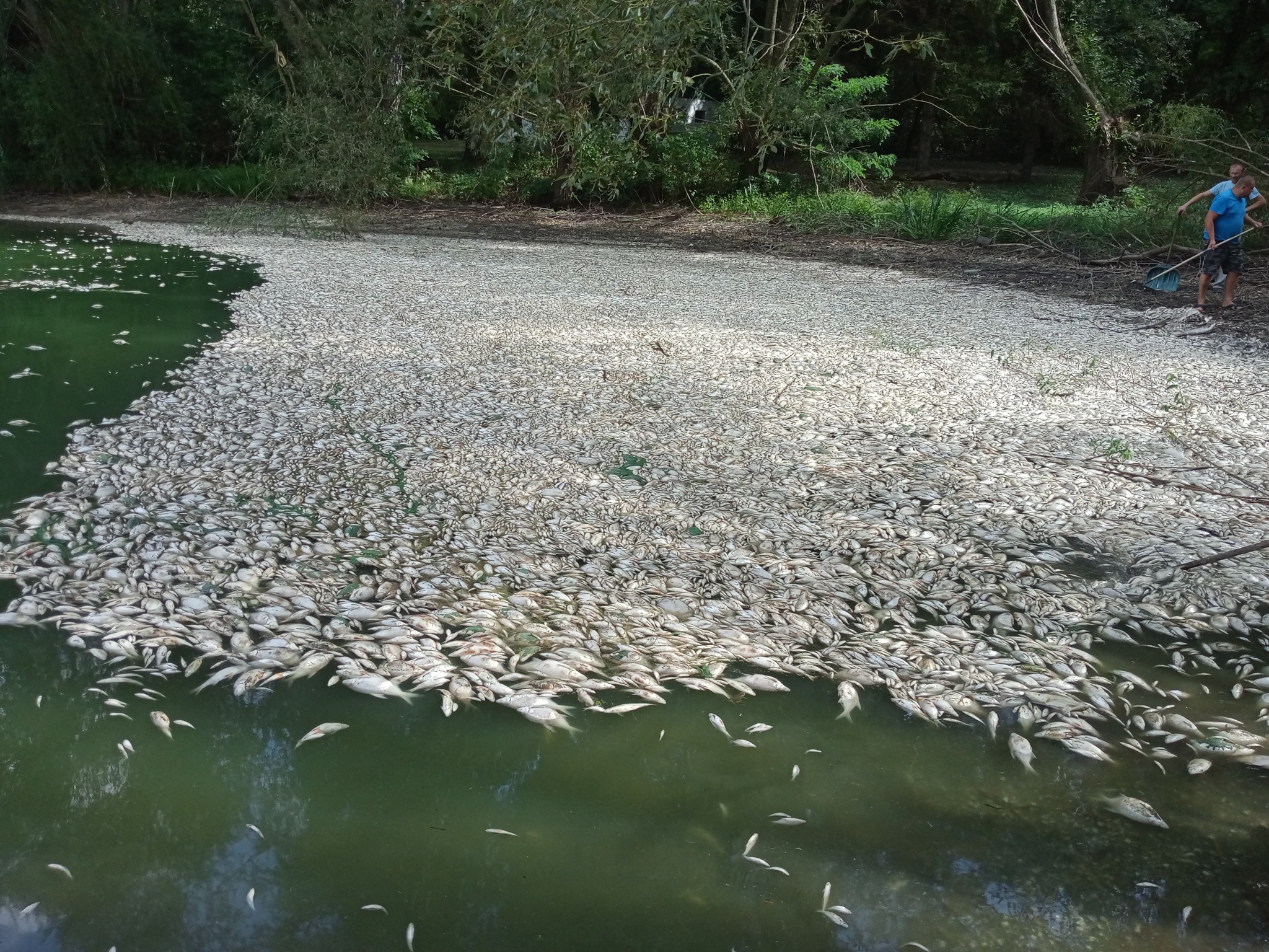 На Ладижинському водосховищі загинуло дві тонни риби