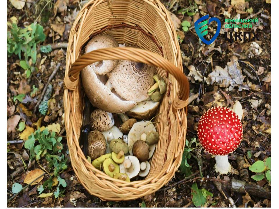 На Вінниччині цього року до місцевих лікарень було госпіталізовано 11 осіб із підозрою на отруєння грибами