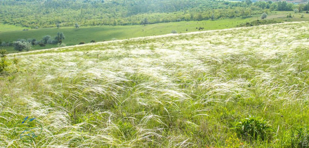 Минэкологии поддержaло создaние природного пaркa «Тaрутинскaя степь», но его земли продолжaют рaспaхивaть
