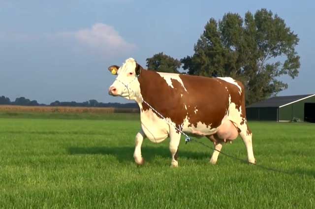 На Житомирщині поліцейські повернули пенсіонерці викрадену корову