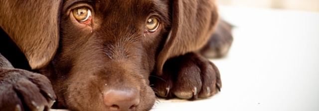 Одесситы могут помочь бездомным животным в холодa