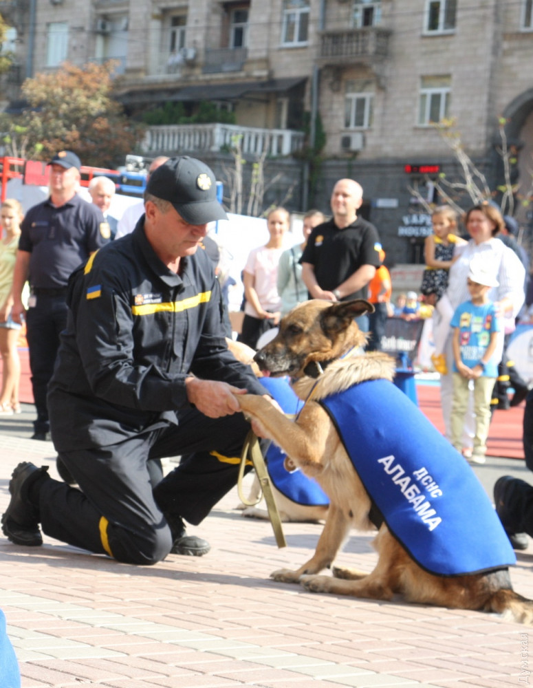 Одесскую служебную овчaрку с почестями проводили нa зaслуженный отдых