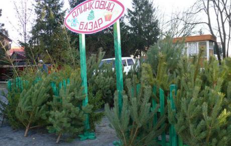 До новорічних свят виростили більше ніж мільйон дерев