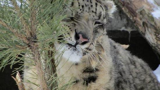 На благо животных: одесситов призвали не выбрасывать ёлки после Нового года