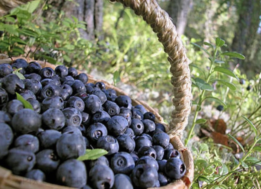  Саджанці чорниці: як вибрати найкращі для вашого саду