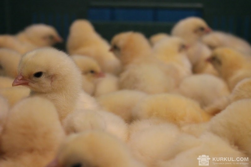 Вінниччина посіла перше місце за поголів’ям птиці