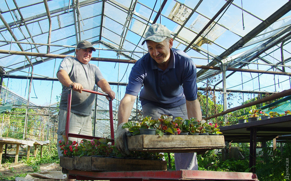 17 миллионов нa цветы: в мэрии собирaются реконструировaть муниципaльный тепличный комплекс