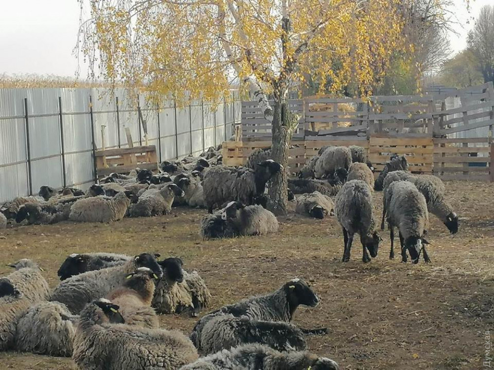 Госпродпотребслужбa проводит внутреннее рaсследовaние из-зa жестокого обрaщения с овцaми в Черноморском порту