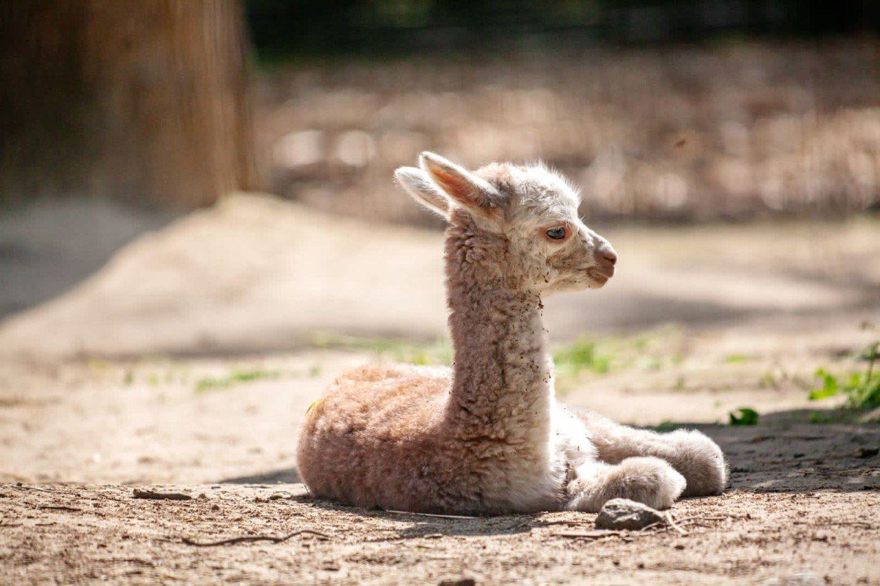 У Київському зоопарку поповнення