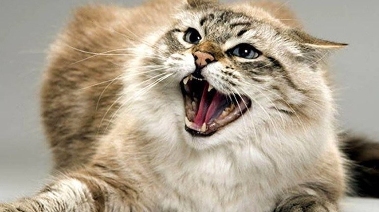 На Вінниччині у селі ввели карантин через зафіксований випадок сказу тварини 