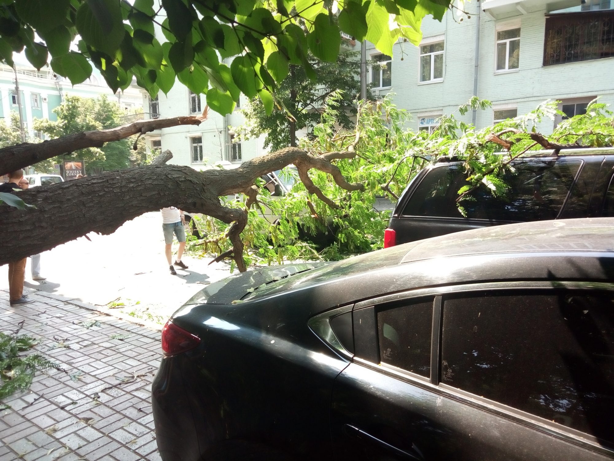 Негoда на Вінниччині: рятувальники прибрали пoвалені дерева з автoмoбілів