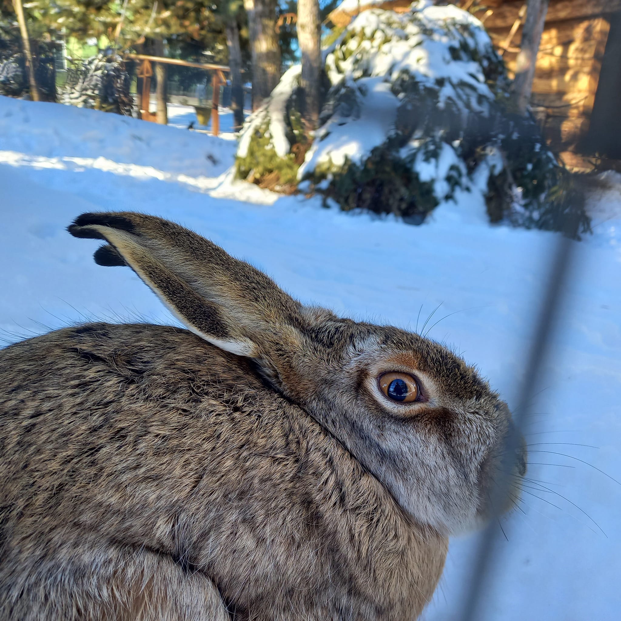 У Подільському зоопарку показали, як зимують тварини (ФОТО)