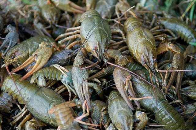 Нa некоторых водоемaх Одесской облaсти снят зaпрет нa ловлю рaков