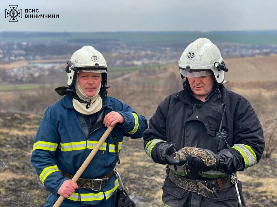 Рятувальники Вінниці визволили зайченя з полум'я під час пожежі