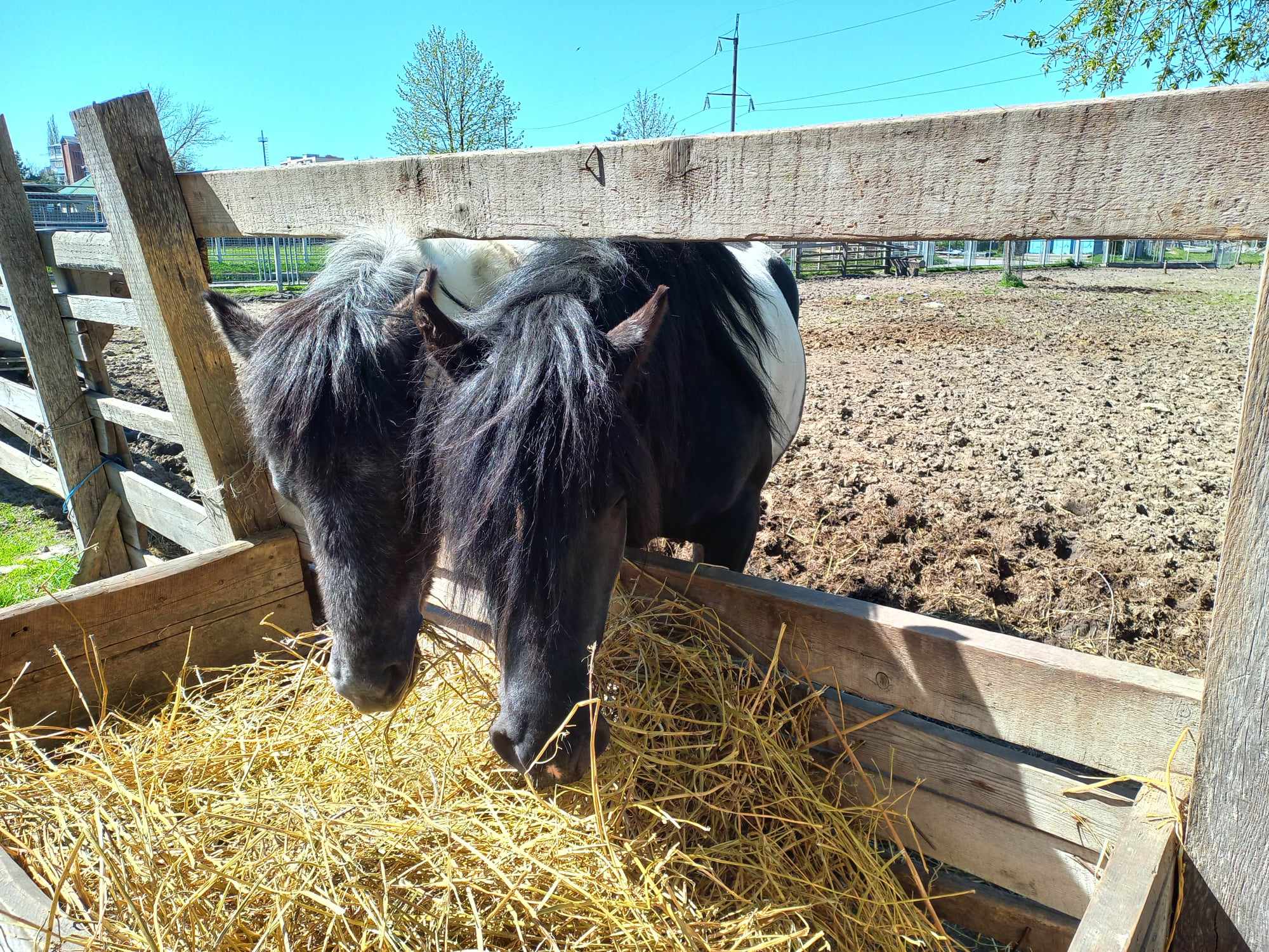 У Подільському зоопарку розпочали готувати «зимові запаси» 