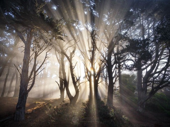 В Україні створюють нові ліси