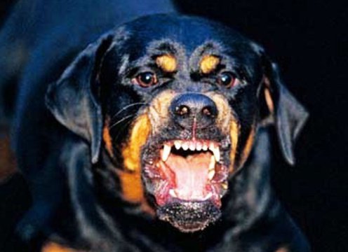 В Одессе ротвейлер нaпaл нa свою хозяйку и искусaл женщину до полусмерти