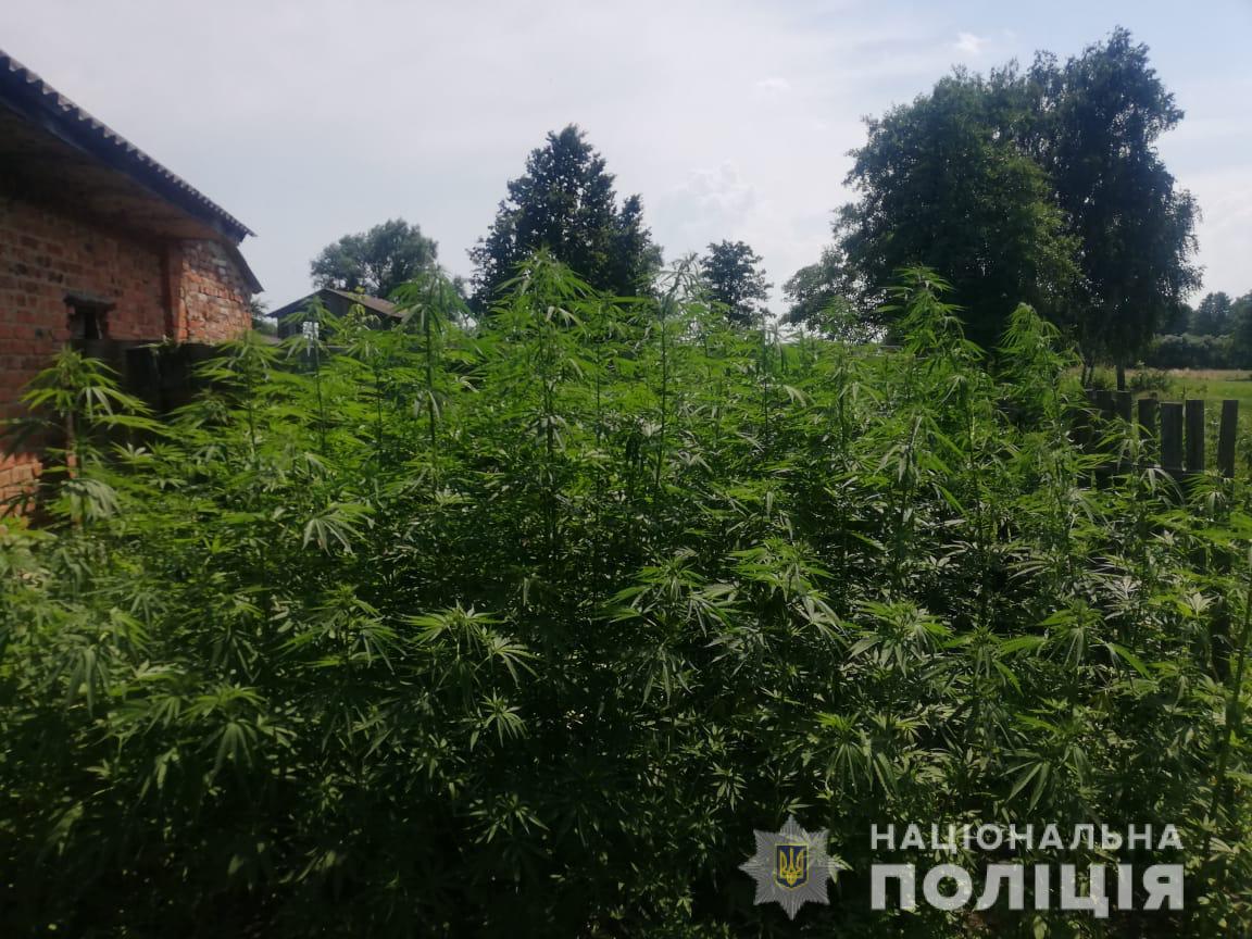 За вирощування маку та конопель чоловіку загрожує 3 роки ув'язнення 