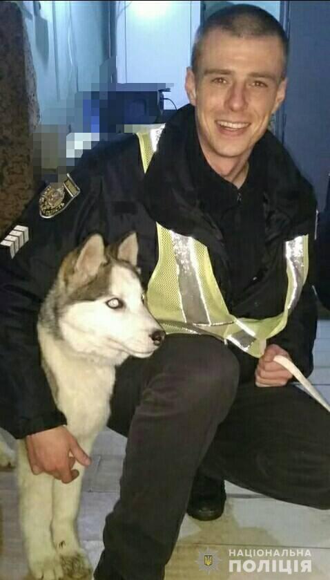 Хаскі, що зник на Прикарпатті знайшовся аж на Львівщині