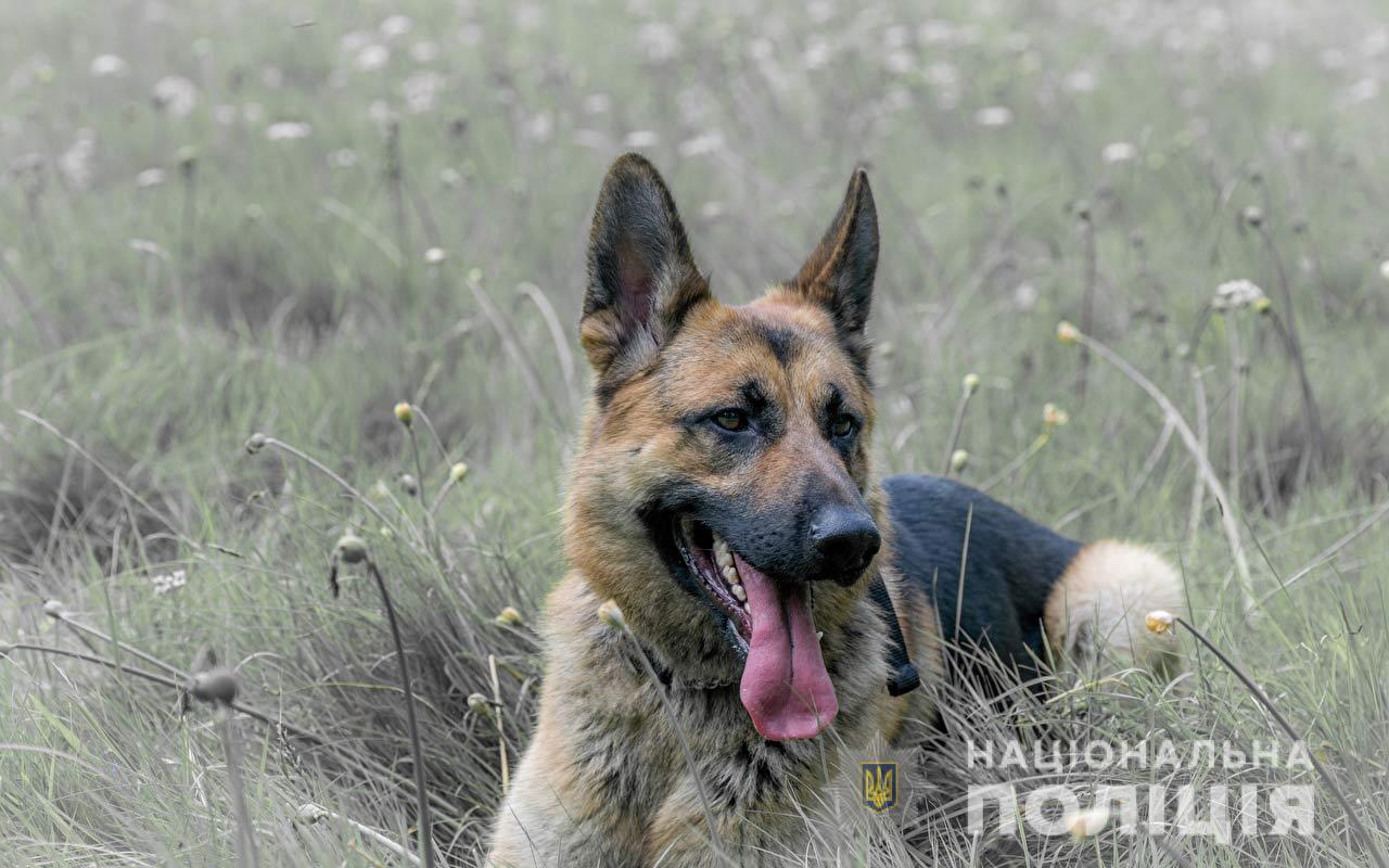 На Дніпропетровщині службовий пес практично розкрив вбивство