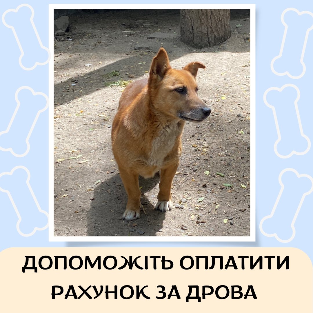 Вінницький притулок для тварин-безхатченків потребує допомоги