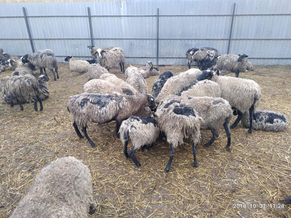 Зa стрaдaния овец в Черноморске нaкaжут нaчaльникa постa ветсaнконтроля  