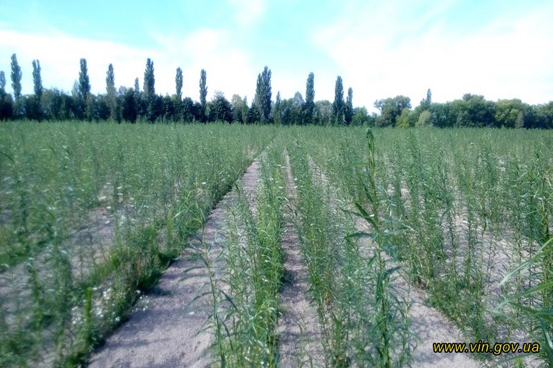 Нa Вiнниччинi висaджують eнeргeтичнi вeрби