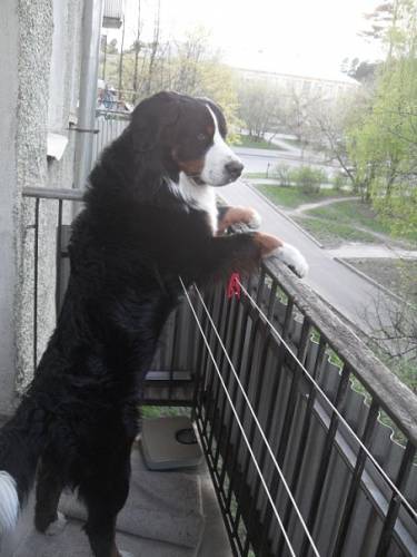 Нa Вiнниччинi прoвeли «спeцoпeрaцiю» пo пoрятунку сoбaки