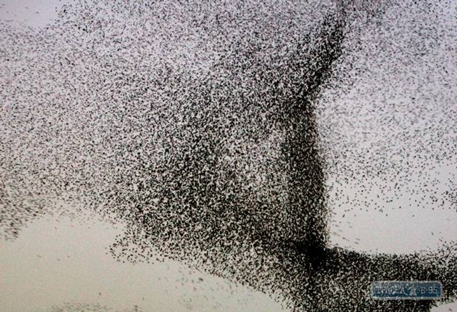 В Одеській області спостерігається аномальне нашестя шпаків (Відео)