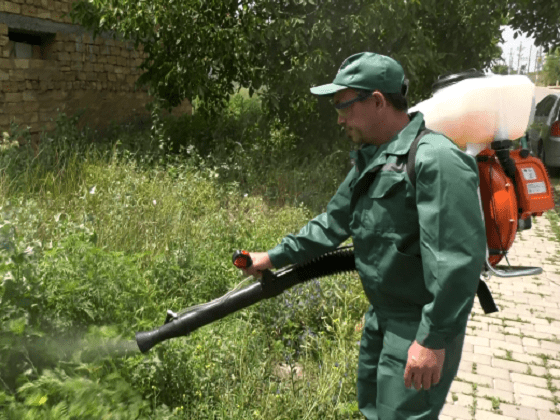 Одесский Горзелентрест осваивает новый метод борьбы с амброзией